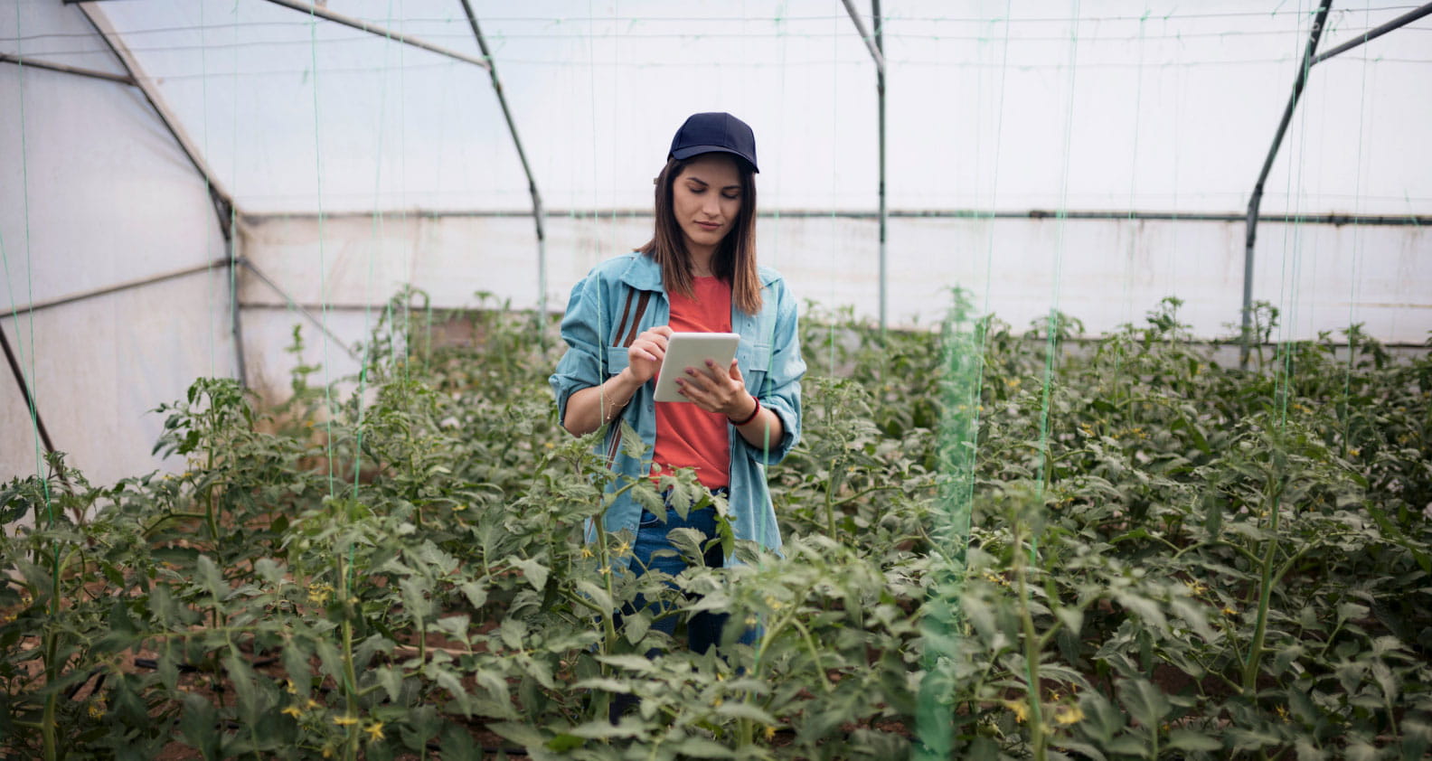 Young woman in a greenhouse looking at tablet