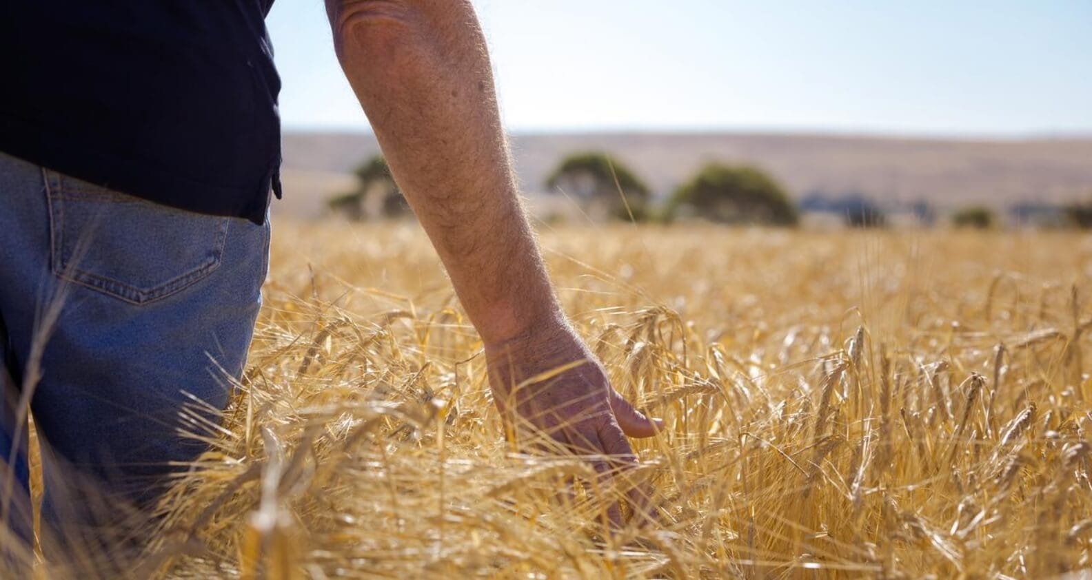 Man walking through field of wheat